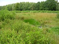 NL, Gelderland, Rheden, Laag Soerense Broek 2, Saxifraga-Henk Sierdsema