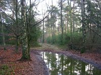 NL, Gelderland, Rheden, Middachten 10, Saxifraga-Henk Sierdsema