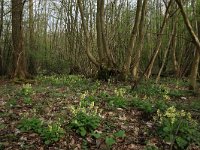 NL, Gelderland, Rheden, Middachten 29, Saxifraga-Hans Boll