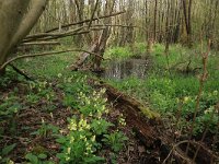 NL, Gelderland, Rheden, Middachten 31, Saxifraga-Hans Boll