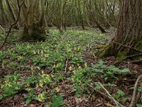 NL, Gelderland, Rheden, Middachten 32, Saxifraga-Hans Boll