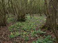 NL, Gelderland, Rheden, Middachten 33, Saxifraga-Hans Boll