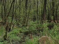 NL, Gelderland, Rheden, Middachten 43, Saxifraga-Hans Boll