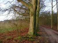 NL, Gelderland, Rheden, Middachten 7, Saxifraga-Henk Sierdsema