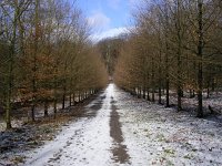 NL, Gelderland, Rheden, NP Veluwezoom 3, Saxifraga-Henk Sierdsema