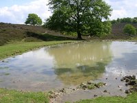 NL, Gelderland, Rheden, NP Veluwezoom 6, Saxifraga-Henk Sierdsema