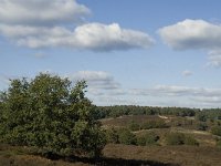 NL, Gelderland, Rheden, NP Veluwezoom, Herikhuizerveld 3, Saxifraga-Jan van der Straaten