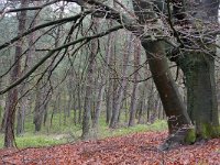 NL, Gelderland, Rheden, Nationaal Park Veluwezoom 3, Saxifraga-Tom Heijnen