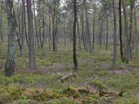 NL, Gelderland, Rheden, Nationaal Park Veluwezoom 7, Saxifraga-Tom Heijnen