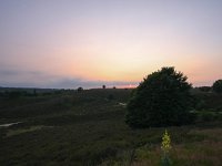 NL, Gelderland, Rheden, Posbank 7, Saxifraga-Bart Vastenhouw