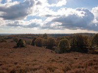 NL, Gelderland, Rheden, Posbank 8, Saxifraga-Bart Vastenhouw