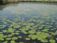 NL, Gelderland, Rijnwaarden, Rijnstrangen 11, Saxifraga-Henk Sierdsema