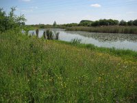 NL, Gelderland, Rijnwaarden, Rijnstrangen 6, Saxifraga-Henk Sierdsema