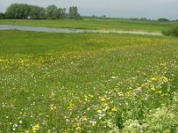 NL, Gelderland, Rijnwaarden, Rijnstrangen 7, Saxifraga-Henk Sierdsema