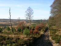 NL, Gelderland, Rozendaal, Imbosch 18, Saxifraga-Henk Sierdsema