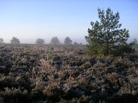 NL, Gelderland, Rozendaal, Imbosch 8, Saxifraga-Henk Sierdsema