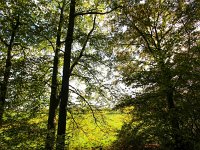 NL, Gelderland, Voorst, Oude Bandijk 3, Saxifraga-Bart Vastenhouw