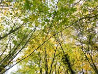 NL, Gelderland, Voorst, Oude Bandijk 4, Saxifraga-Bart Vastenhouw