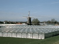 NL, Gelderland, West Betuwe, Varik 8, Saxifraga-Jan van der Straaten