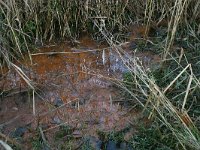 NL, Gelderland, Wijchen, Balgoijsche wetering 1, Saxifraga-Hans Boll