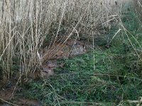 NL, Gelderland, Wijchen, Balgoijsche wetering 2, Saxifraga-Hans Boll