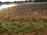 NL, Gelderland, Wijchen, Wijchensche Vennen 10, Saxifraga-Hans Boll