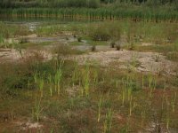 NL, Gelderland, Wijchen, Wijchensche Vennen 104, Saxifraga-Hans Boll