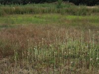 NL, Gelderland, Wijchen, Wijchensche Vennen 107, Saxifraga-Hans Boll