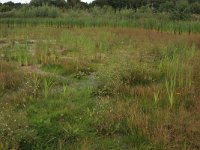 NL, Gelderland, Wijchen, Wijchensche Vennen 117, Saxifraga-Hans Boll