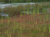 NL, Gelderland, Wijchen, Wijchensche Vennen 118, Saxifraga-Hans Boll