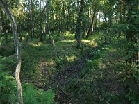 NL, Gelderland, Wijchen, Wijchensche Vennen 124, Saxifraga-Hans Boll