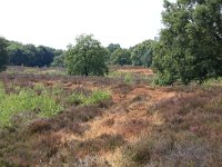 NL, Gelderland, Wijchen, Wijchensche Vennen 128, Saxifraga-Hans Boll