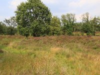 NL, Gelderland, Wijchen, Wijchensche Vennen 136, Saxifraga-Hans Boll