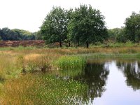 NL, Gelderland, Wijchen, Wijchensche Vennen 137, Saxifraga-Hans Boll