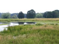 NL, Gelderland, Wijchen, Wijchensche Vennen 163, Saxifraga-Hans Boll