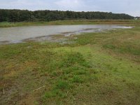 NL, Gelderland, Wijchen, Wijchensche Vennen 17, Saxifraga-Hans Boll