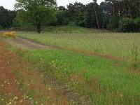 NL, Gelderland, Wijchen, Wijchensche Vennen 182, Saxifraga-Hans Boll