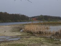 NL, Gelderland, Wijchen, Wijchensche Vennen 193, Saxifraga-Hans Boll