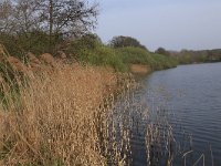 NL, Gelderland, Wijchen, Wijchensche Vennen 195, Saxifraga-Hans Boll