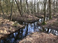 NL, Gelderland, Wijchen, Wijchensche Vennen 196, Saxifraga-Hans Boll