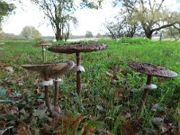 NL, Gelderland, Wijchen, Wijchensche Vennen 204, Saxifraga-Hans Boll