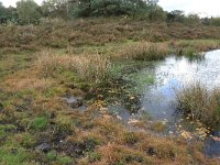 NL, Gelderland, Wijchen, Wijchensche Vennen 205, Saxifraga-Hans Boll