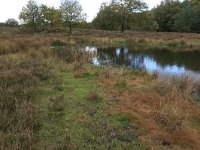 NL, Gelderland, Wijchen, Wijchensche Vennen 207, Saxifraga-Hans Boll