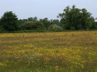 NL, Gelderland, Wijchen, Wijchensche Vennen 21, Saxifraga-Hans Boll