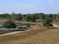 NL, Gelderland, Wijchen, Wijchensche Vennen 213, Saxifraga-Hans Boll