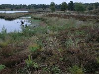 NL, Gelderland, Wijchen, Wijchensche Vennen 215, Saxifraga-Hans Boll