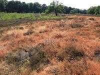 NL, Gelderland, Wijchen, Wijchensche Vennen 22, Saxifraga-Hans Boll