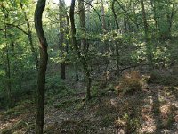 NL, Gelderland, Wijchen, Wijchensche Vennen 220, Saxifraga-Hans Boll