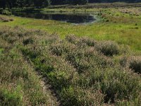 NL, Gelderland, Wijchen, Wijchensche Vennen 223, Saxifraga-Hans Boll