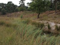 NL, Gelderland, Wijchen, Wijchensche Vennen 227, Saxifraga-Hans Boll